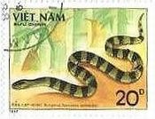 ベトナムの毒蛇（1989年）　マルオアマガサ（丸尾雨傘、Bungarus fasciatus） 