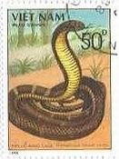 ベトナムの毒蛇（1989年）　キングコブラ（Ophiophagus hannah）