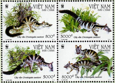 オーストンヘミガルスの生態（ベトナム,2005)