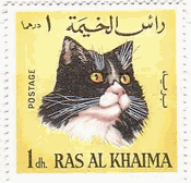 RAS　AL　KHAIMA（アラブ首長国）の可愛い猫たち