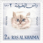 RAS　AL　KHAIMA（アラブ首長国）の可愛い猫たち