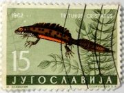 ホクオウクシイモリ（Triturus cristatus）　ﾕｰｺﾞｽﾗﾋﾞｱ、1962年