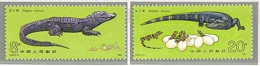 中国・揚子江のワニ　動物　切手　絶滅種　ヨウスコウアリゲーター