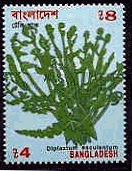 バングラディシュ　野菜　切手 クワレシダ(Diplazium esculentum)
