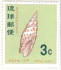 沖縄　琉球　貝