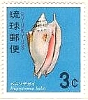 沖縄　琉球　貝