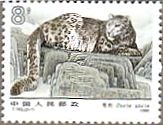 雪豹（ユキヒョウ、中国）　絶滅種
