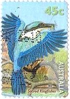 Sacred Kingfisher（ヒジリショウビン）（オーストラリア）