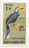 カササギサイチョウ（Anthracoceros coronatus, Malabar Pied Hornbill,ビルマ） 