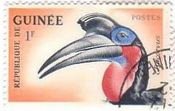 アオツラジサイチョウ 英名：Abyssinian Ground Hornbill 学名：Bucorvus abyssinicus 　ギニア