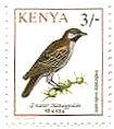 アフリカ・ケニアの鳥たち（1993年）　蜂蜜ガイド鳥（greater honeyguide）