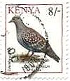 アフリカ・ケニアの鳥たち（1993年）　ハト（Speckled Pigeon） 