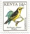 アフリカ・ケニアの鳥たち（1993年）　ハタオリドリ（Reichenow's weaver）