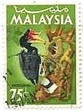 サイチョウ（犀鳥、Rhinoceros Hornbill）　マレーシア