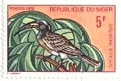 ハイイロコサイチョウ（African Grey Hornbill、ニジェール、1971年） 