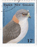 Vnc~inC^JAAccipiter brachyurus, w:New Britain Sparrowhawk,pvAj[MjAAŗLj