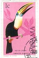 サンショクキムネオオハシ (Keel-billed Toucan,学名：Ramphastos sulfuratus　パナマ　1965年