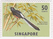 アカハラシキチョウ（Shama）　シンガポール　鳥