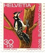 キツツキ（Greater spotted Woodpecker）