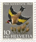 ヨーロッパ・ゴシキヒワ（Goldfinch、Carduelis carduelis）