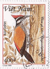 ベトナムの啄木鳥（1999年）