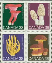 カナダのキノコ　ベニウスタケ、アミガサタケ、ナギナタタケ、オオキノボリイグチ