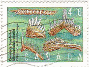 カナダの化石　微小化石　先史代の生き物