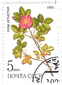 Rosa acicularis lindi（ロシア、1985年）　薬用植物