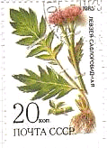 Rhaponticum carthamoides　薬用植物　ロシア