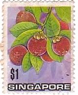マンゴスティン（シンガポール、1973年）　フルーツ　果物