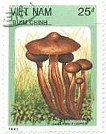 ベトナム　1987年　キノコ　モリノカリバタケ属（Collybia fusipes）
