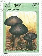 ベトナム　1987年　キノコ　ムラサキフウセンタケ（ Cortinarius violaceus）