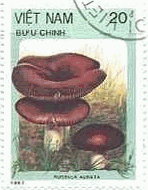 ベトナム　1987年　キノコ　ニシキタケ（Russula aurata）