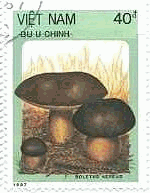 ベトナム　1987年　キノコ　ススケヤマドリタケ（Boletus aereus）