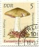 ヨーロッパの毒キノコ（東ドイツ、1974年）　イッポンシメジ Rhodophyllus sinuatus