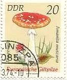 ヨーロッパの毒キノコ（東ドイツ、1974年）　ベニテングダケ（Amanita muscaria）