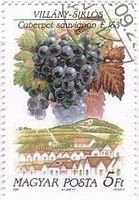 ハンガリーの葡萄（ブトウ）　カベルネ フラン Cabernet Franc