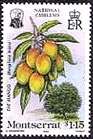 マンゴー(Mango、ﾓﾝﾄｾﾗｯﾄ）　フルーツ　果物