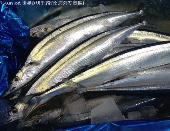 サンマ（秋刀魚、Pacific saury、学名：Cololabis saira）