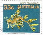 リーフィーシードラゴン（Leafy sea dragon・学名Phycodurus eques）