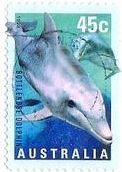 ハンドウイルカ(Bottlenose Dolphin)