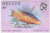 スペイン・ベラ（Spanish Hogfish 、Belize）　海水魚　カリブ