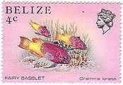ハナダイの仲間（Fairy Basslets 、Belize）