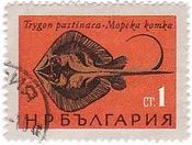 スティングレイ（Trygon pastinaca）アカエイの仲間　ブルガリア