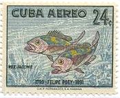 キューバのスズキ（Cuban・sea-Bass）　魚