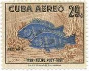 ヒポプレクトラス　ユニコロル（Butter　Hamlet）　キューバ　魚