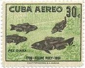 スズキ科の一種（Tattler）　キューバ　魚　1958年