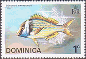 イエローテールスナッパー （Ocyurus chrysurus）　魚　ドミニカ　1975年