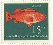 カサゴの一種(rosefish)西ドイツ