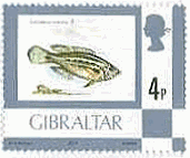 灰色ベラ（Gray　wrasse）　ジブラルタル